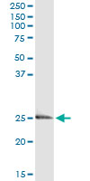 Endothelin 3 / EDN3 Antibody - Immunoprecipitation of EDN3 transfected lysate using anti-EDN3 monoclonal antibody and Protein A Magnetic Bead, and immunoblotted with EDN3 rabbit polyclonal antibody.
