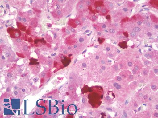 ENHO / Adropin Antibody - Anti-ENHO / Adropin antibody IHC staining of human adrenal. Immunohistochemistry of formalin-fixed, paraffin-embedded tissue after heat-induced antigen retrieval. Antibody concentration 10 ug/ml.