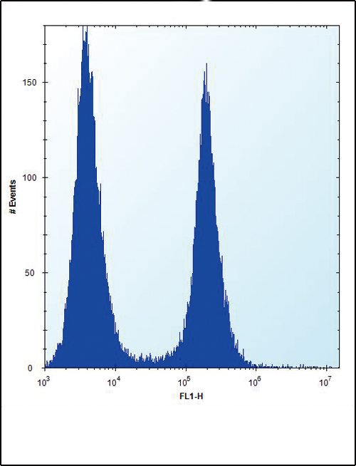 ENO1 / Alpha Enolase Antibody - ENO1 Antibody flow cytometry of HeLa cells (right histogram) compared to a negative control cell (left histogram). FITC-conjugated donkey-anti-rabbit secondary antibodies were used for the analysis.