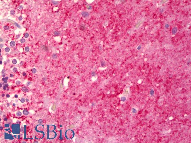 ENO2 / NSE Antibody - Anti-NSE antibody IHC of human brain cerebellum, neuropil. Immunohistochemistry of formalin-fixed, paraffin-embedded tissue after heat-induced antigen retrieval. Antibody dilution 1:100.