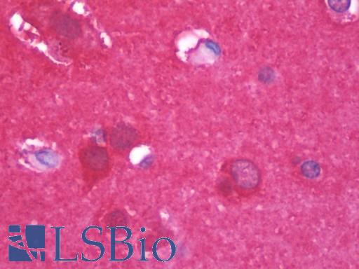 ENO2 / NSE Antibody - Anti-ENO2 / NSE antibody IHC staining of human brain, cortex. Immunohistochemistry of formalin-fixed, paraffin-embedded tissue after heat-induced antigen retrieval. Antibody dilution 1:500.