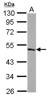 ENO3 / Enolase 3 Antibody - Sample (50 ug of whole cell lysate). A: mouse brain. 10% SDS PAGE. ENO3 / Enolase 3 antibody diluted at 1:10000.