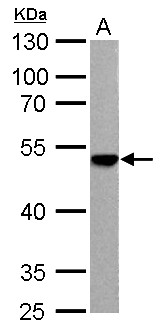 ENO3 / Enolase 3 Antibody - ENO3 antibody detects ENO3 protein by Western blot analysis. A. 30 ug Rat2 whole cell lysate/extract. 10 % SDS-PAGE. ENO3 antibody dilution:1:1000