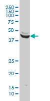 ENO3 / Enolase 3 Antibody - ENO3 monoclonal antibody (M01), clone 5D1 Western blot of ENO3 expression in HeLa.