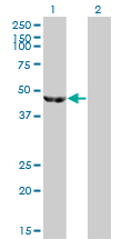 ENO3 / Enolase 3 Antibody - Western blot of ENO3 expression in transfected 293T cell line by ENO3 monoclonal antibody (M01), clone 5D1.
