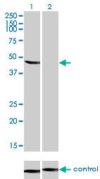 ENO3 / Enolase 3 Antibody - Western blot of ENO3 over-expressed 293 cell line, cotransfected with ENO3 Validated Chimera RNAi (Lane 2) or non-transfected control (Lane 1). Blot probed with ENO3 monoclonal antibody, clone 5D1. GAPDH ( 36.1 kD ) used as specificity an.