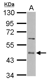 ENTPD5 / CD39L4 Antibody - Sample (50 ug of whole cell lysate) A: mouse liver 10% SDS PAGE ENTPD5 antibody diluted at 1:10000