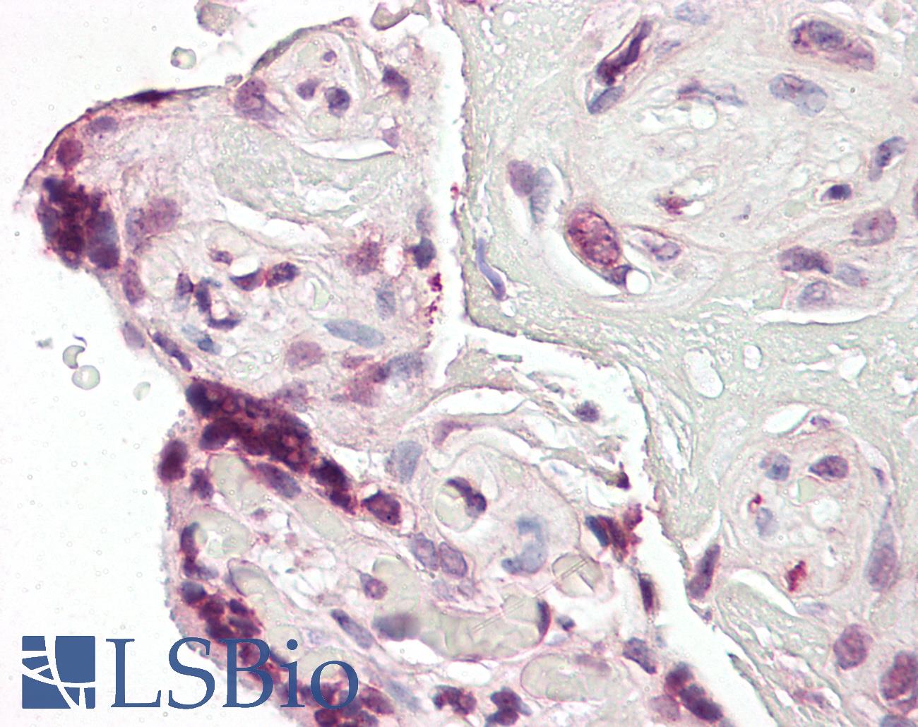 EP300 / p300 Antibody - Anti-EP300 / p300 antibody IHC of human placenta. Immunohistochemistry of formalin-fixed, paraffin-embedded tissue after heat-induced antigen retrieval. Antibody dilution 1:50.