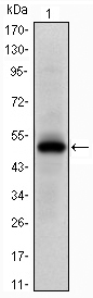 EPHA10 / EPH Receptor A10 Antibody - Western blot using Epha10 monoclonal antibody against human Epha10 (AA: 34-295) recombinant protein. (Expected MW is 50 kDa)