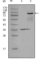 EPHA7 / EPH Receptor A7 Antibody - Western blot using EphA7 mouse monoclonal antibody against truncated GST-EphA7 recombinant protein (1) and truncated EphA7 (aa25-556)-hIgGFc transfected CHOK1 cell lysate (2).