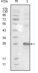 EPHB3 / EPH Receptor B3 Antibody - Western blot using EphB3 mouse monoclonal antibody against truncated EphB3-His recombinant protein.