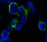 EPHB4 / EPH Receptor B4 Antibody - Confocal immunofluorescence of methanol-fixed HEK293 cells transfected with EphB4-hIgGFc using EphB4 mouse monoclonal antibody (green), showing membrane localization. Blue: DRAQ5 fluorescent DNA dye.