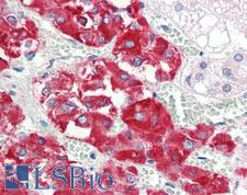 EPS8L2 Antibody - Anti-EPS8L2 antibody IHC staining of human adrenal. Immunohistochemistry of formalin-fixed, paraffin-embedded tissue after heat-induced antigen retrieval. Antibody dilution 1:100.