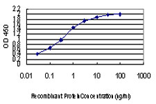 EPSTI1 Antibody - Detection limit for recombinant GST tagged EPSTI1 is approximately 0.03 ng/ml as a capture antibody.