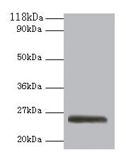 ERAS Antibody - Western blot All lanes: GTPase ERas antibody at 2µg/ml + 293T whole cell lysate Secondary Goat polyclonal to rabbit IgG at 1/10000 dilution Predicted band size: 26 kDa Observed band size: 26 kDa