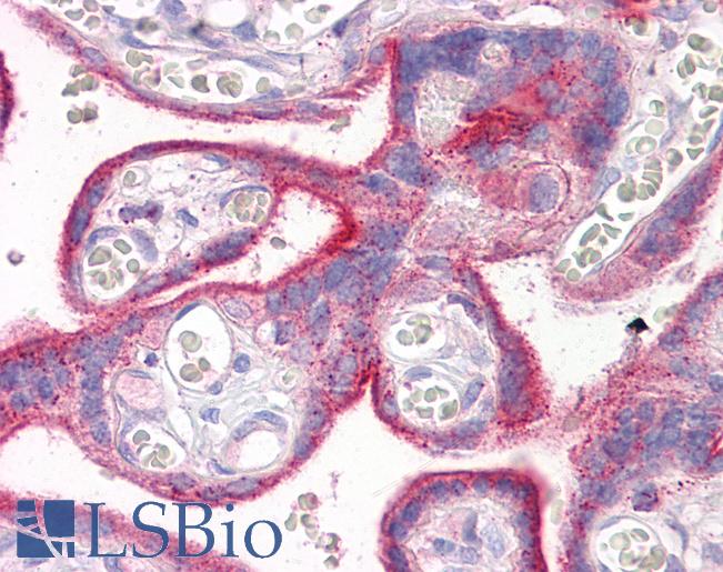ERBB2 / HER2 Antibody - Anti-ERBB2 / HER2 antibody IHC of human placenta. Immunohistochemistry of formalin-fixed, paraffin-embedded tissue after heat-induced antigen retrieval. Antibody concentration 10 ug/ml.