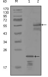 ERBB3 / HER3 Antibody - Western blot using ERBB3 mouse monoclonal antibody against truncated Trx-ERBB3 recombinant protein (1) and MBP-ERBB3 (aa1175-1275) recombinant protein (2).