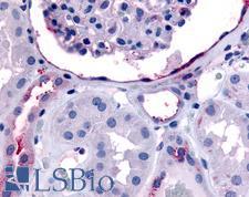 ERBB4 / HER4 Antibody - Anti-ERBB4 antibody IHC of human glomerulus and renal tubular epithelium in cortex. Immunohistochemistry of formalin-fixed, paraffin-embedded tissue after heat-induced antigen retrieval.