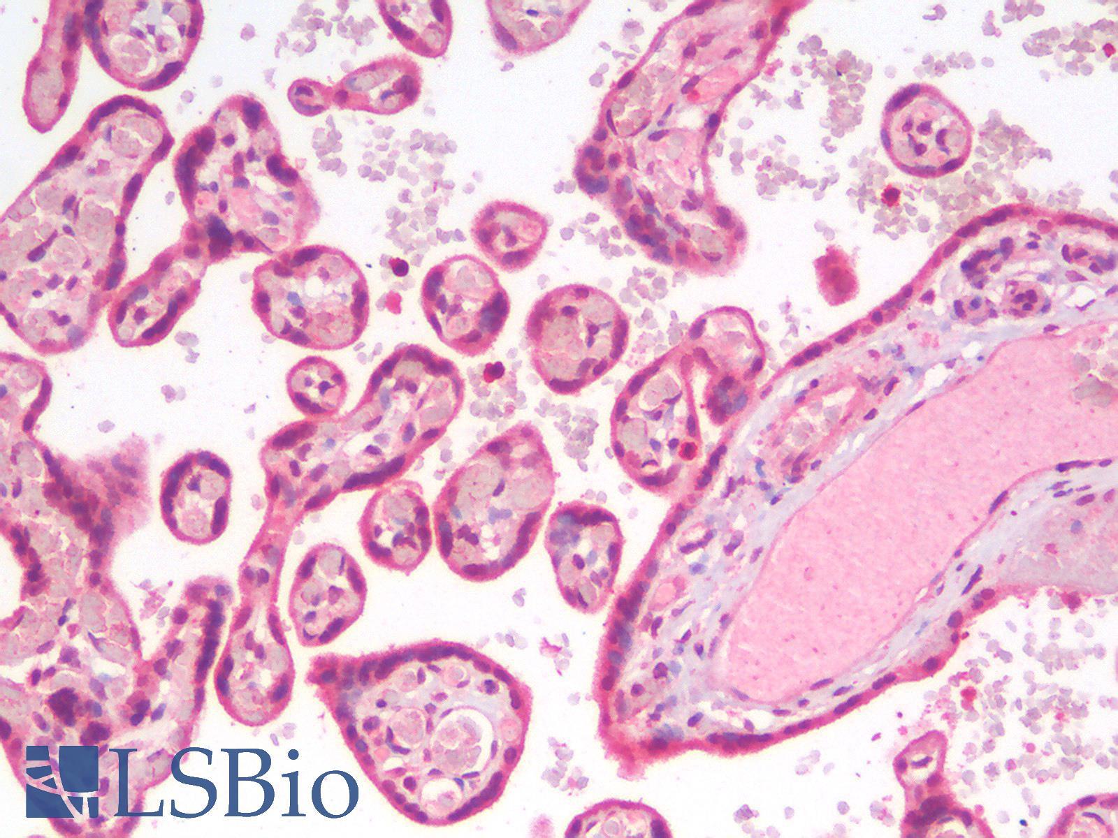 ERG Antibody - Human Placenta: Formalin-Fixed, Paraffin-Embedded (FFPE)