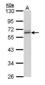 ERG Antibody - Sample (30 ug of whole cell lysate). A: Hela. B: Hep G2. 10% SDS PAGE. ERG antibody diluted at 1:1000. 