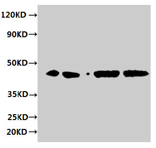 ERGIC3 Antibody - Western blot All lanes: Endoplasmic reticulum-Golgi intermediate compartment protein 3 antibody at 2µg/ml Lane 1: HepG2 whole cell lysate Lane 2: 293T whole cell lysate Lane 3: Hela whole cell lysate Lane 4: MCF-7 whole cell lysate Secondary Goat polyclonal to rabbit IgG at 1/10000 dilution Predicted band size: 44, 27 kDa Observed band size: 44 kDa