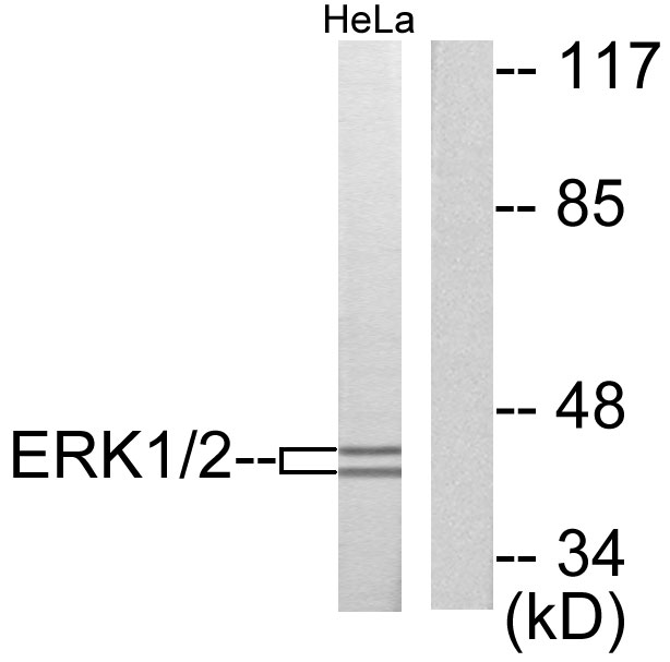 ERK1 + ERK2 Antibody - Western blot analysis of lysates from HeLa cells, using p44/42 MAPK Antibody. The lane on the right is blocked with the synthesized peptide.