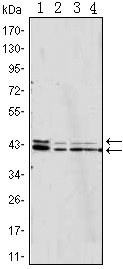 ERK1 + ERK2 Antibody - Western blot using p44/42 MAPK mouse monoclonal antibody against Jurkat (1), HeLa (2), A431 (3) and NIH/3T3 (4) cell lysate.