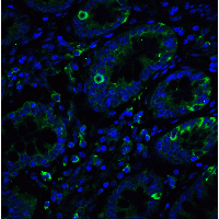 ERN1 / IRE1 Antibody - Immunofluorescence of IRE1p in human small intestine tissue with IRE1p antibody at 20 µg/ml.Green: IRE1p Antibody  Blue: DAPI staining