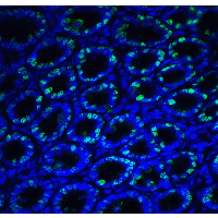 ERN1 / IRE1 Antibody - Immunofluorescence of IRE1p in rat small intestine tissue with IRE1p antibody at 20 µg/ml.Green: IRE1p Antibody  Blue: DAPI staining