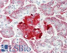ERO1LB Antibody - Anti-ERO1LB antibody IHC staining of human pancreas. Immunohistochemistry of formalin-fixed, paraffin-embedded tissue after heat-induced antigen retrieval.