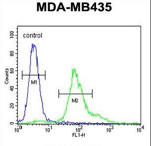 ERO1LB Antibody - ERO1LB Antibody flow cytometry of MDA-MB435 cells (right histogram) compared to a negative control cell (left histogram). FITC-conjugated goat-anti-rabbit secondary antibodies were used for the analysis.