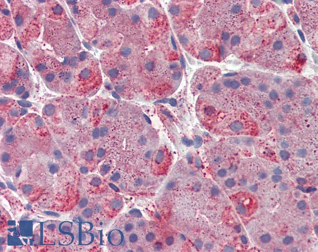 ERP44 Antibody - Anti-ERP44 / TXNDC4 antibody IHC of human, stomach. Immunohistochemistry of formalin-fixed, paraffin-embedded tissue after heat-induced antigen retrieval.