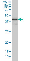 ERP44 Antibody - Western blot of TXNDC4 expression in K-562.