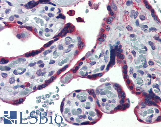 ERP44 Antibody - Anti-ERP44 / TXNDC4 antibody IHC of human placenta. Immunohistochemistry of formalin-fixed, paraffin-embedded tissue after heat-induced antigen retrieval.