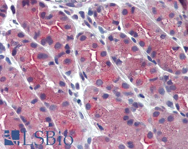 ERP44 Antibody - Anti-ERP44 / TXNDC4 antibody IHC of human stomach. Immunohistochemistry of formalin-fixed, paraffin-embedded tissue after heat-induced antigen retrieval.