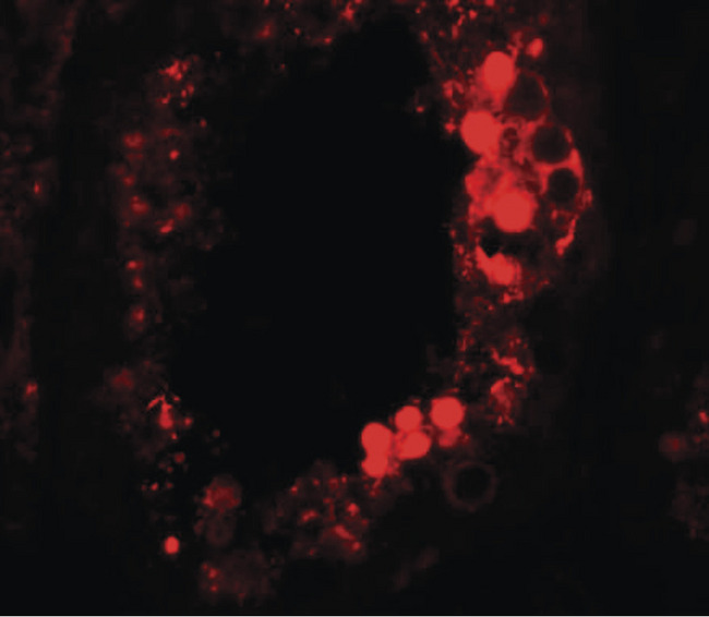ESX1 Antibody - Immunofluorescence of ESX1 in human testis tissue with ESX1 antibody at 20 ug/ml.