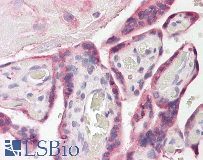 ESYT1 Antibody - Anti-ESYT1 antibody IHC of human placenta. Immunohistochemistry of formalin-fixed, paraffin-embedded tissue after heat-induced antigen retrieval. Antibody dilution 3.75 ug/ml.