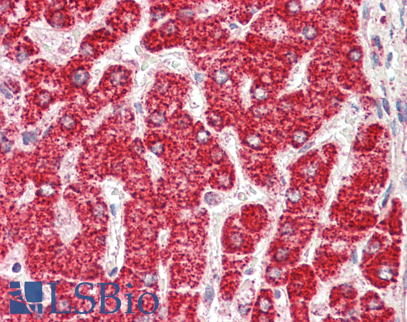 ETFB Antibody - Anti-ETFB antibody IHC staining of human liver. Immunohistochemistry of formalin-fixed, paraffin-embedded tissue after heat-induced antigen retrieval.