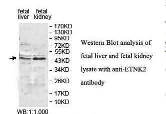 ETNK2 Antibody