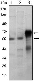 ETS1 / ETS-1 Antibody - Western blot using ETS1 mouse monoclonal antibody against Jurkat (1), HepG2 (2) and ETS1-hIgGFc transfected HEK293 (3) cell lysate.