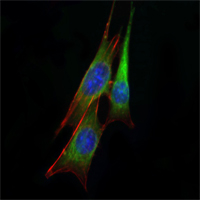 ETS1 / ETS-1 Antibody - Immunofluorescence of NIH/3T3 cells using anti-ETS1 monoclonal antibody (green). Blue: DRAQ5 fluorescent DNA dye.