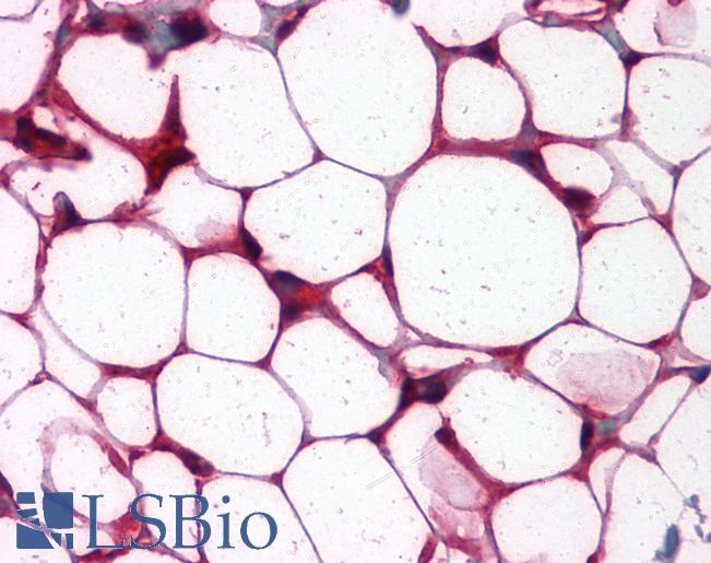 ETS1 / ETS-1 Antibody - Anti-ETS1 antibody IHC of human colon-adipose. Immunohistochemistry of formalin-fixed, paraffin-embedded tissue after heat-induced antigen retrieval. Antibody dilution 1:200.