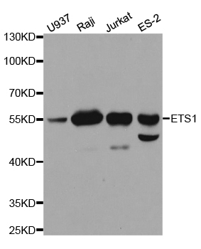 ETS1 / ETS-1 Antibody - Western blot analysis of extracts of various cell lines, using ETS1 antibody.