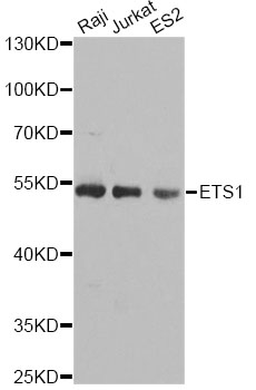 ETS1 / ETS-1 Antibody - Western blot analysis of extracts of various cell lines, using ETS1 antibody at 1:1000 dilution. The secondary antibody used was an HRP Goat Anti-Rabbit IgG (H+L) at 1:10000 dilution. Lysates were loaded 25ug per lane and 3% nonfat dry milk in TBST was used for blocking.