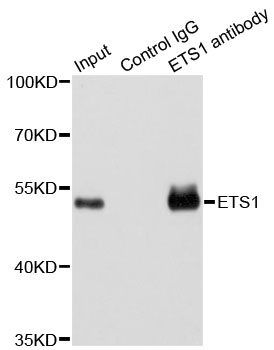 ETS1 / ETS-1 Antibody - Immunoprecipitation analysis of 200ug extracts of Jurkat cells using 1ug ETS1 antibody. Western blot was performed from the immunoprecipitate using ETS1 antibodyat a dilition of 1:1000.