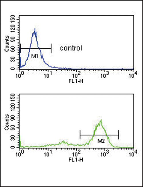 ETV6 / TEL Antibody - ETV6 Antibody flow cytometry of K562 cells (bottom histogram) compared to a negative control cell (top histogram). FITC-conjugated goat-anti-rabbit secondary antibodies were used for the analysis.