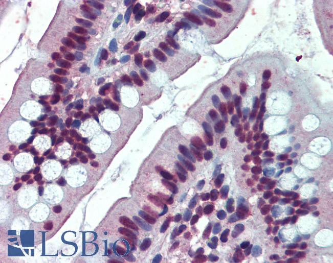 EWSR1 / EWS Antibody - Anti-EWSR1 antibody IHC of human small intestine. Immunohistochemistry of formalin-fixed, paraffin-embedded tissue after heat-induced antigen retrieval. Antibody concentration 3.75 ug/ml.