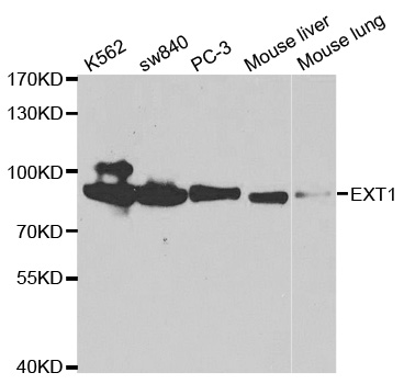 EXT1 Antibody - Western blot analysis of extracts of various cell lines, using EXT1 antibody.