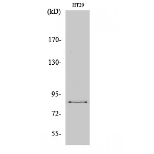 EZH1 / ENX-2 Antibody - Western blot of ENX-2 antibody
