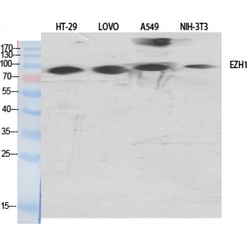 EZH1 / ENX-2 Antibody - Western blot of ENX-2 antibody
